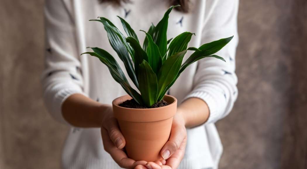 tronchetto della felicità - dracaena fragrans versione compatta