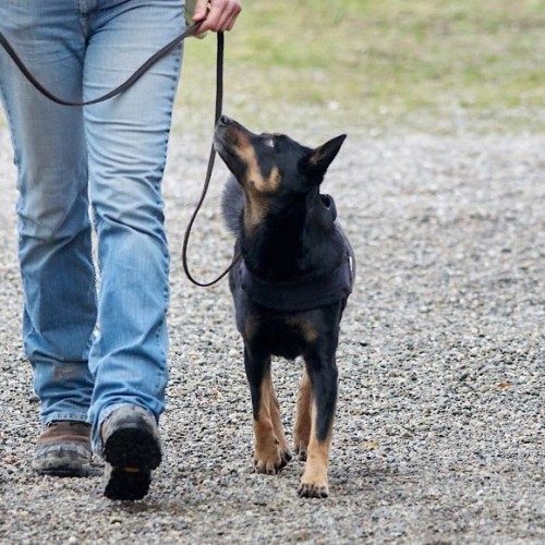 come portare a passeggio il cane