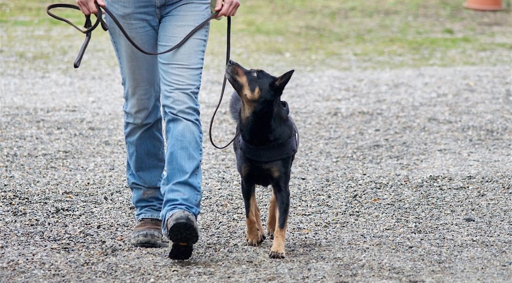 come portare a passeggio il cane