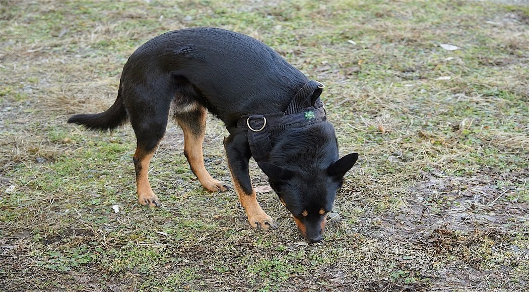 Feromoni del cane, come influenzano la comunicazione - LeROSA