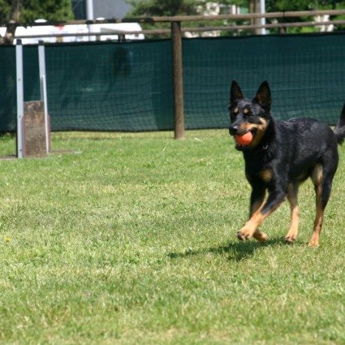come giocare con il cane
