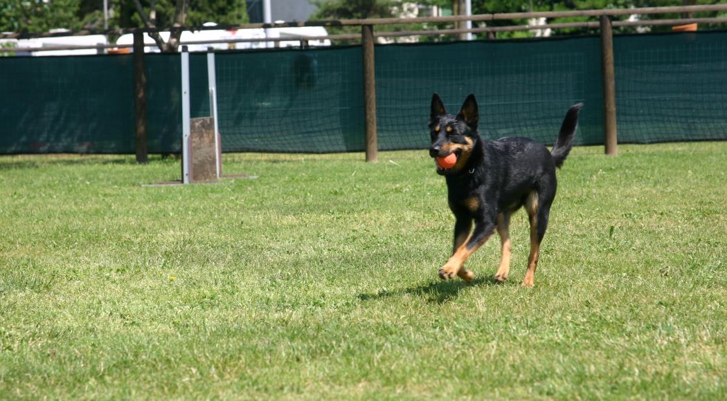 come giocare con il cane