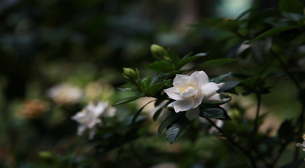 La gardenia, eleganza e tradizione