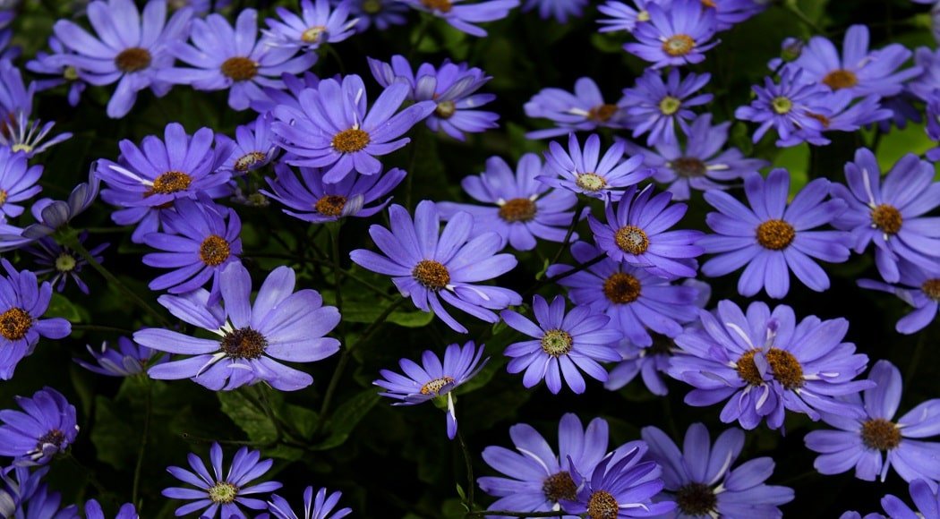 margherita che fa per te Aster Alpinus