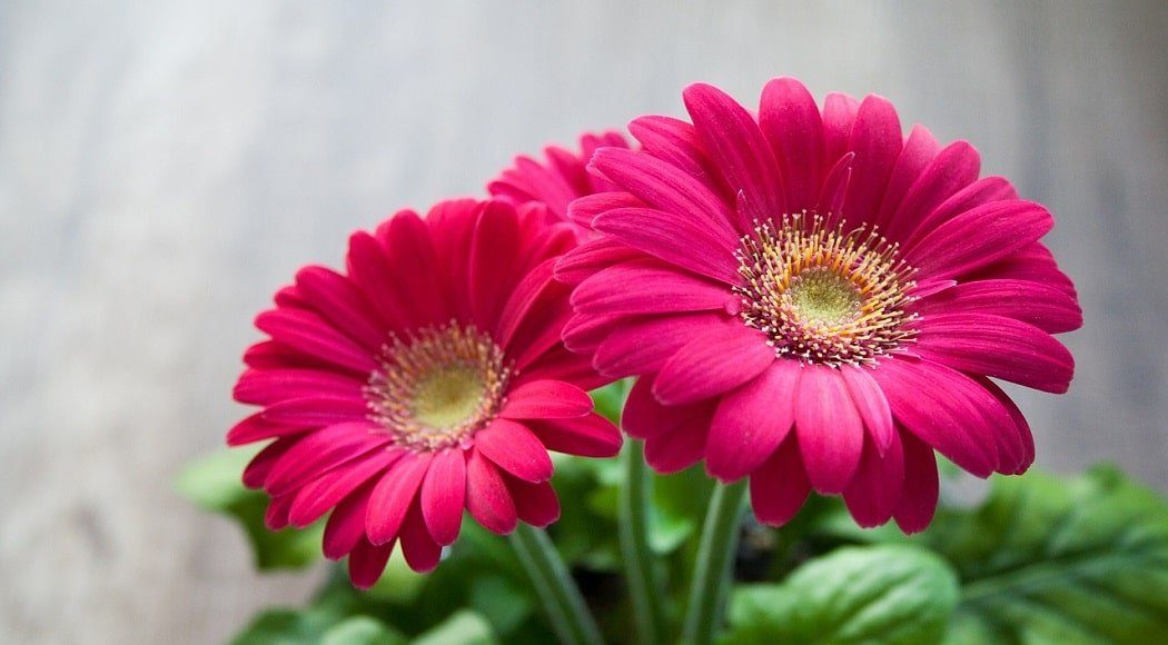 margherita che fa per te gerbera