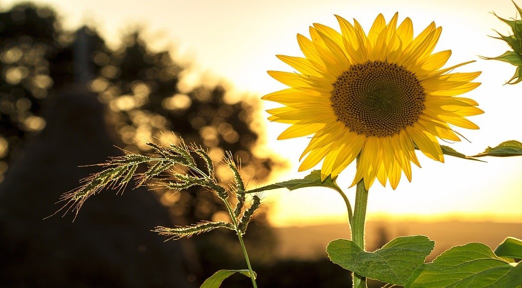 Il girasole per regalare energia