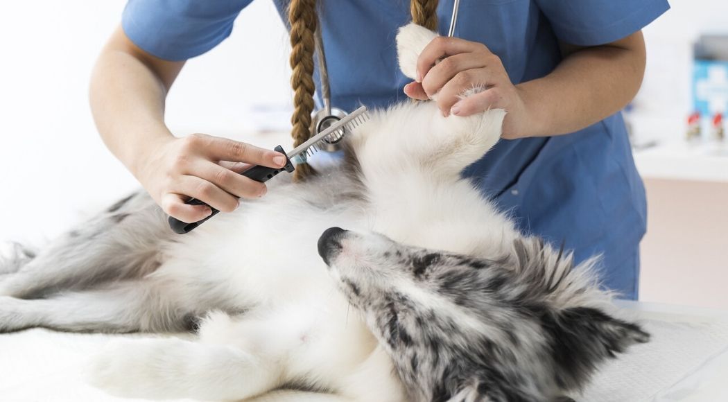 come eliminare le pulci dal mio cane