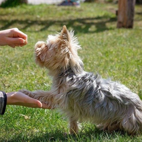 quali premi utilizzare per l addestramento del cane