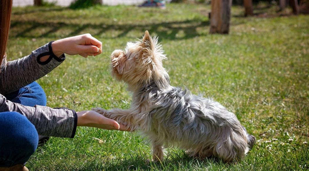 quali premi utilizzare per l addestramento del cane