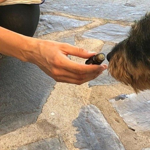 aromaterapia per cani per la salute di fido