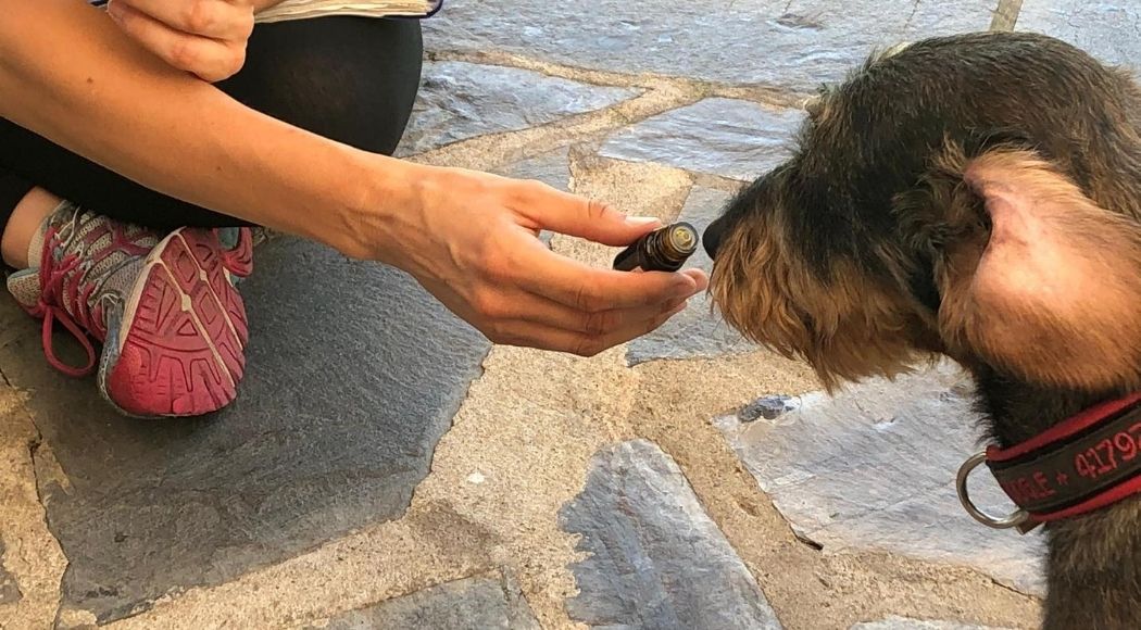 aromaterapia per cani per la salute di fido