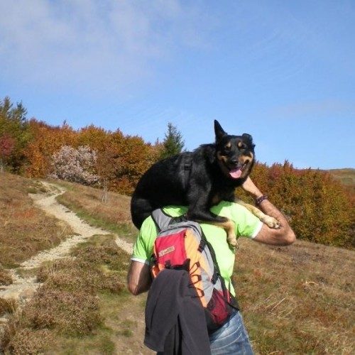 vacanza-con-il-cane-destinazioni-e-consigli