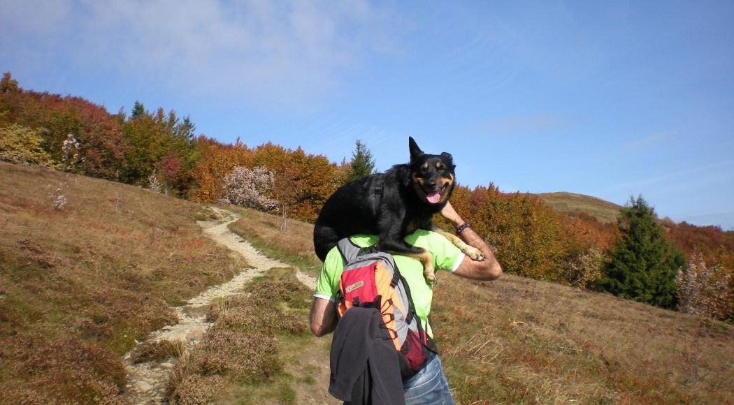 vacanza-con-il-cane-destinazioni-e-consigli