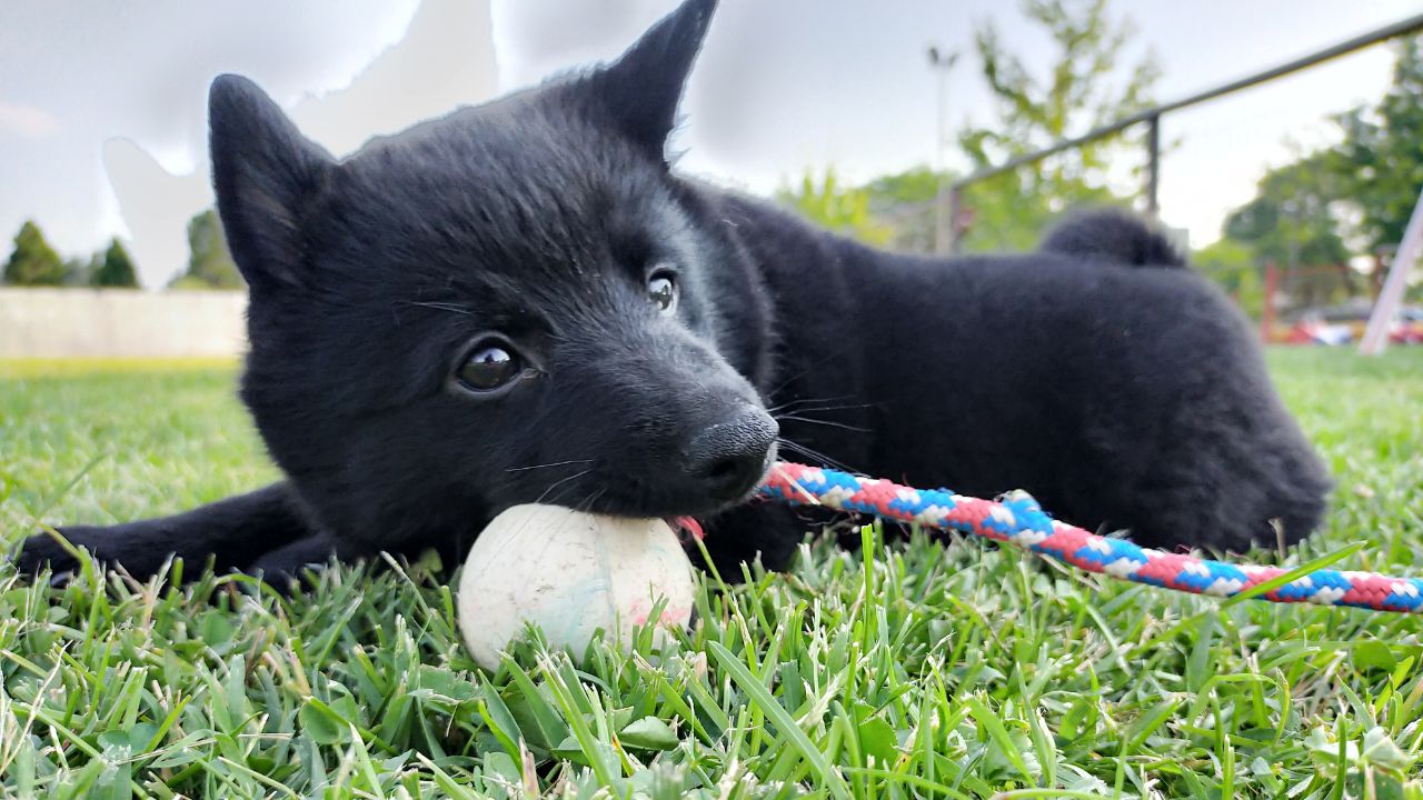 alimentazione del cane a seconda dell eta