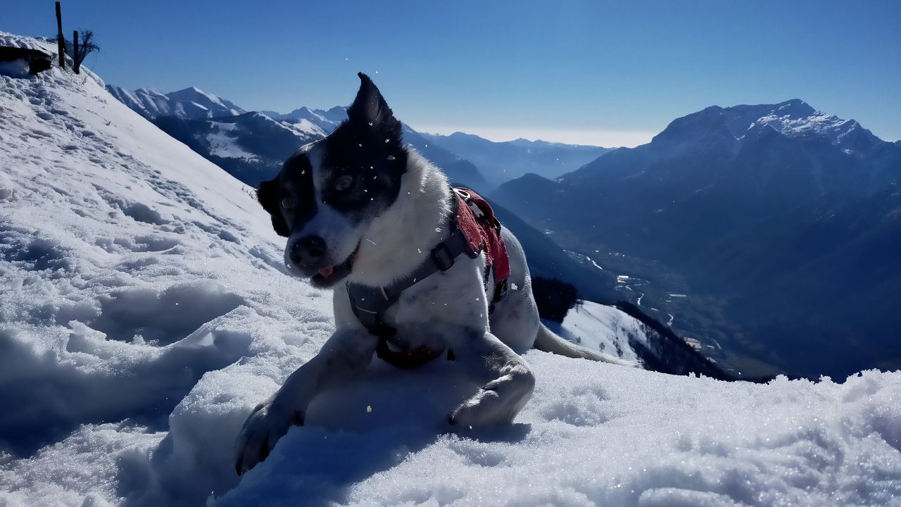 alimentazione del cane a seconda delle stagioni