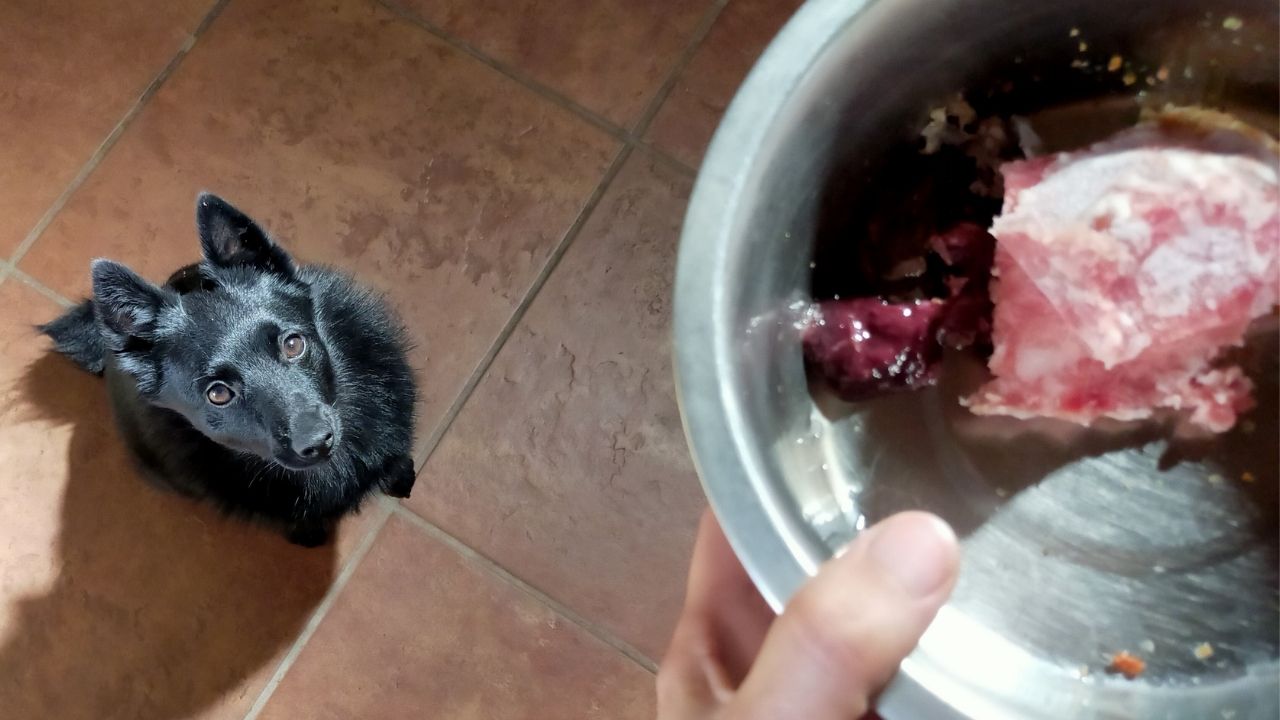 alimentazione del cane casalinga
