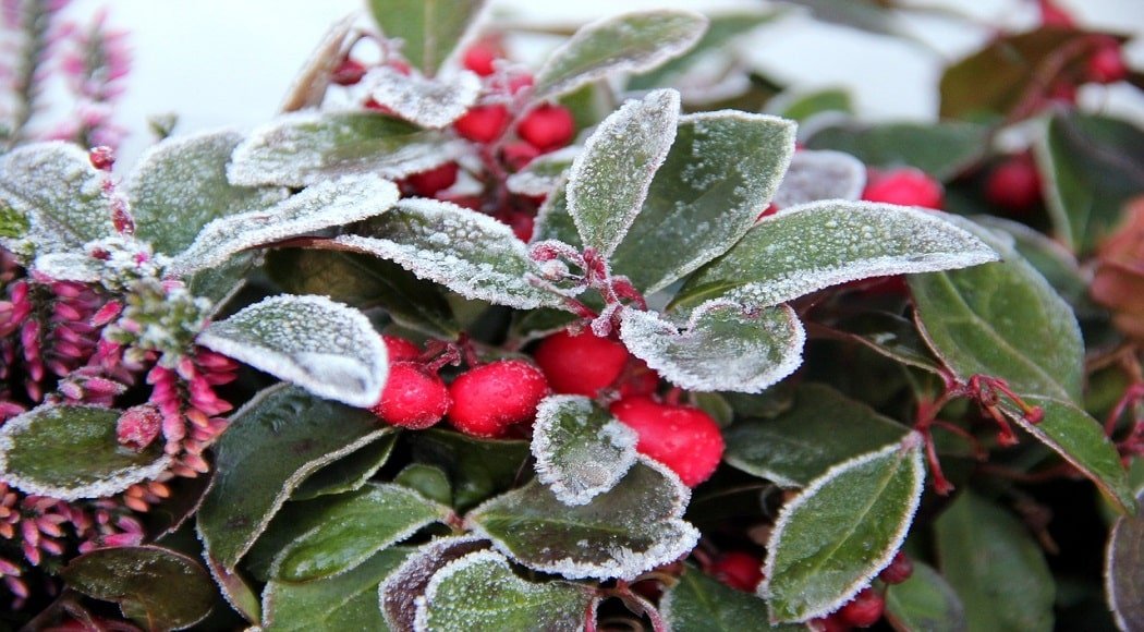 Piante invernali da esterno: quale scegliere?