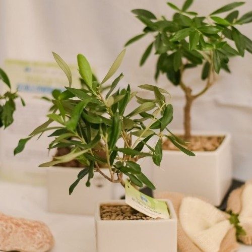 bomboniere ecologiche idee matrimonio