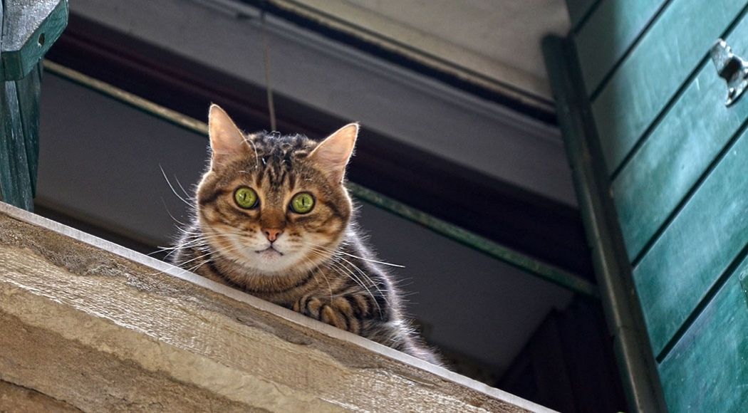 costo di mantenimento di un 
gatto