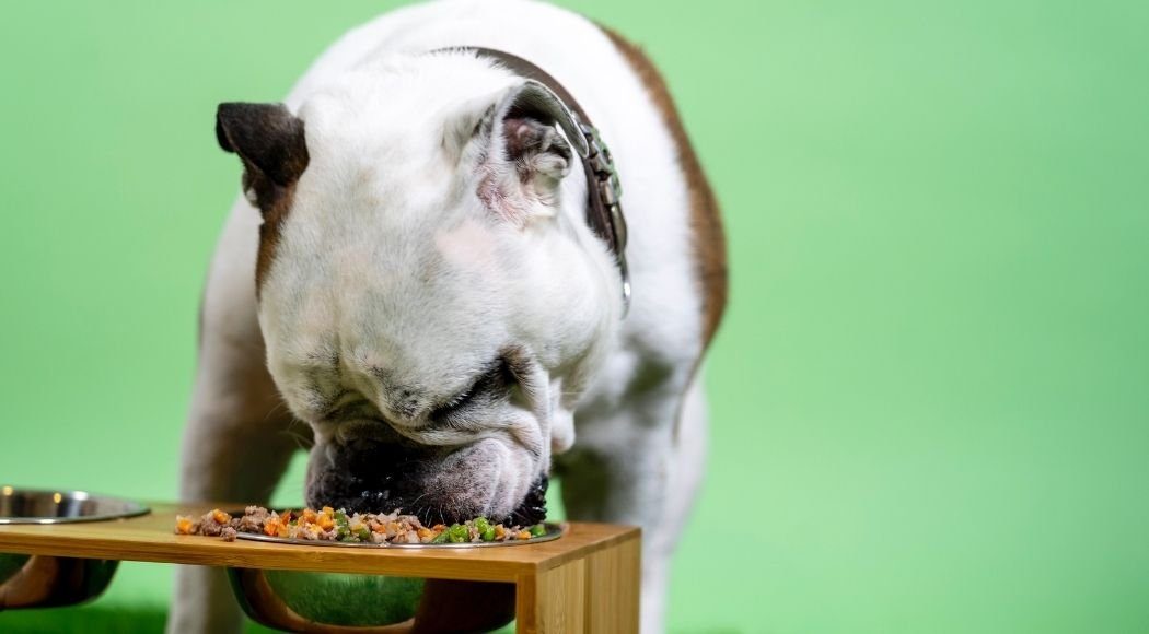 L'alimentazione del cane: il cibo umido