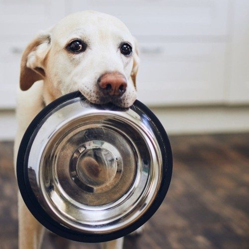 lalimentazione-del-cane-le-crocchette