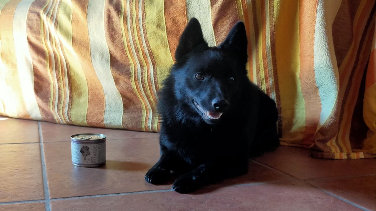 reico