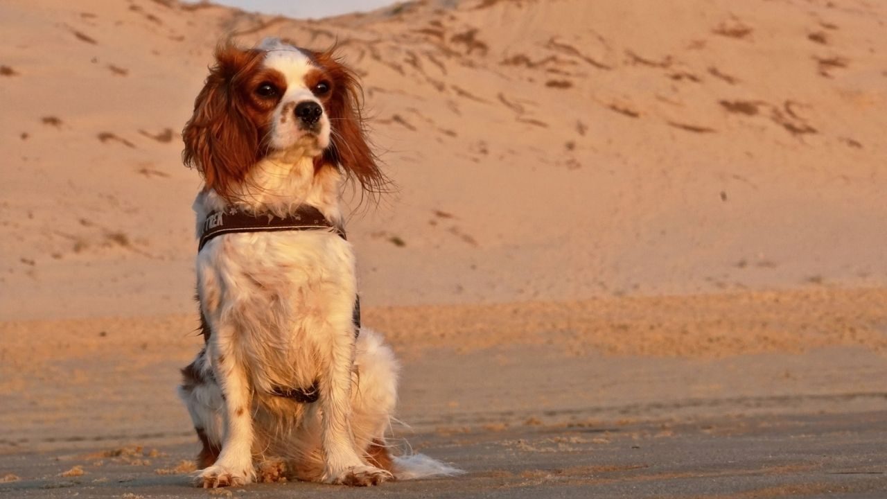 cavalier-king-charles-spaniel