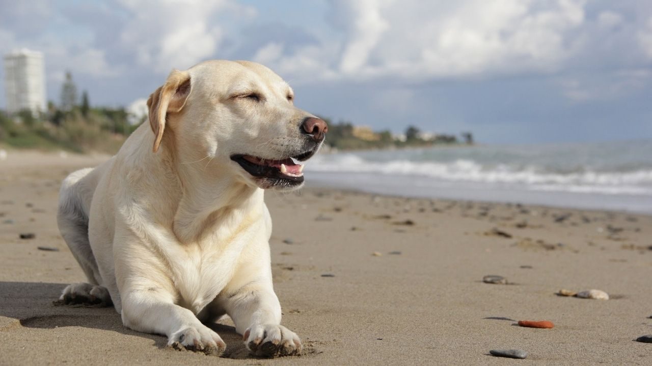 labrador-retriever