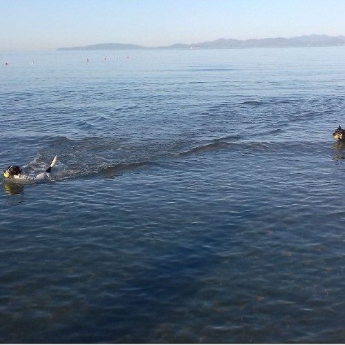 Al mare col cane, quali accorgimenti adottare