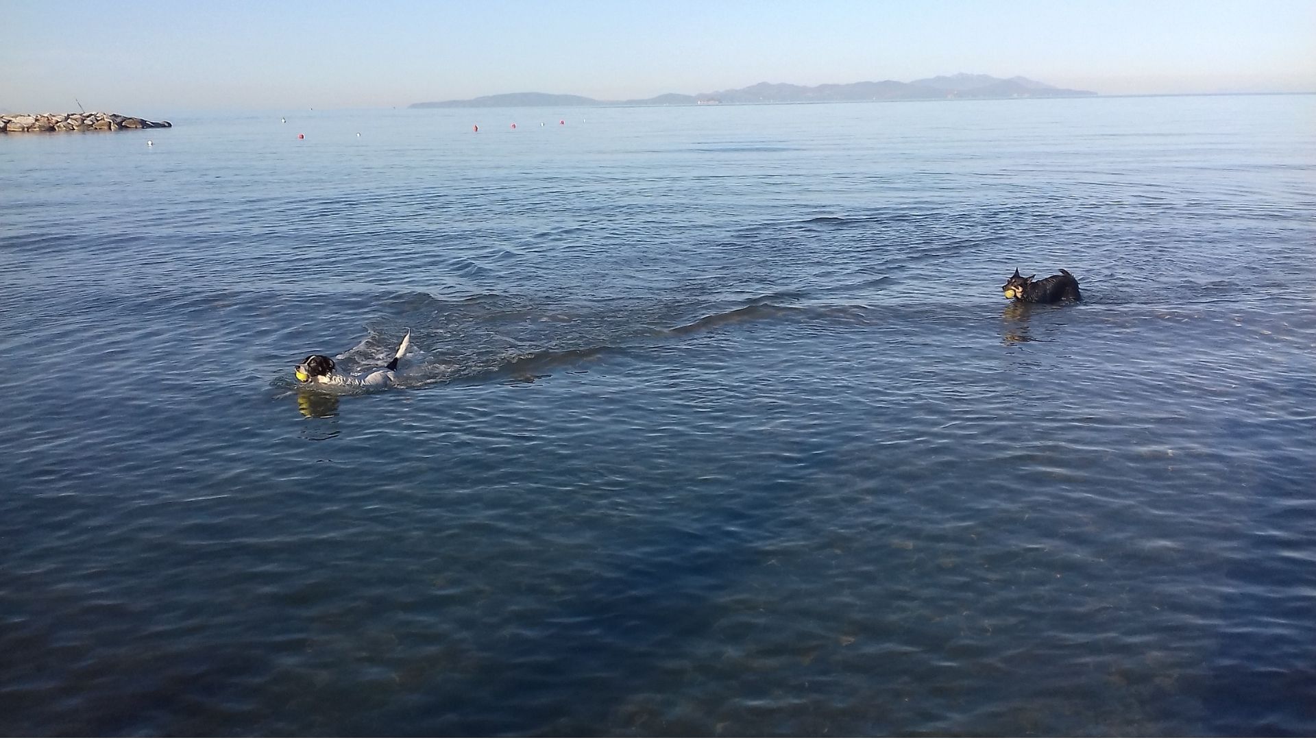 Al mare col cane, quali accorgimenti adottare