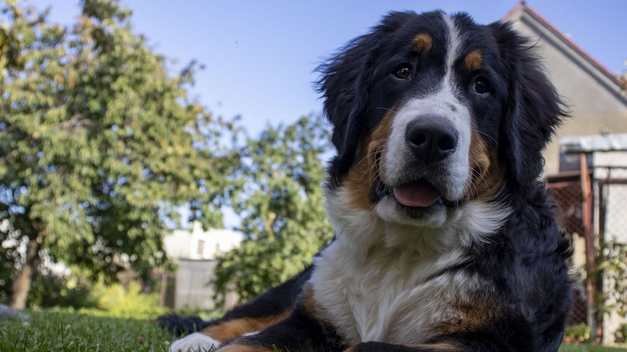 bovaro del bernese