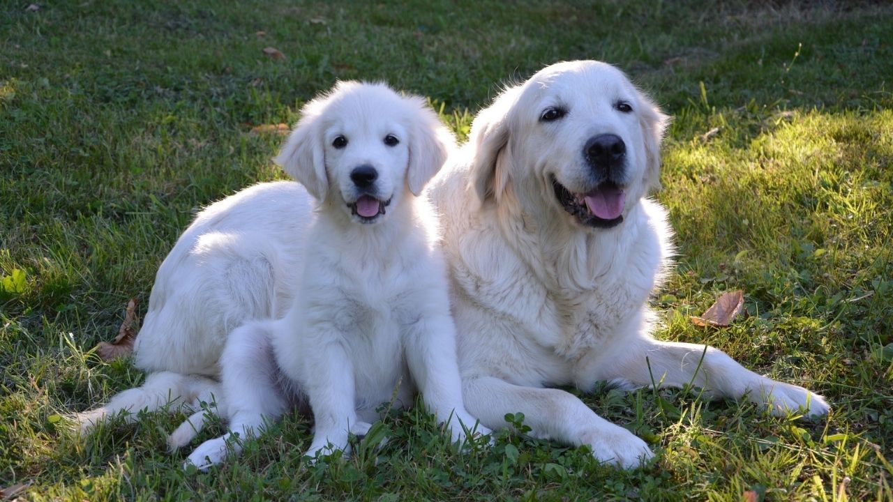 golden retriever