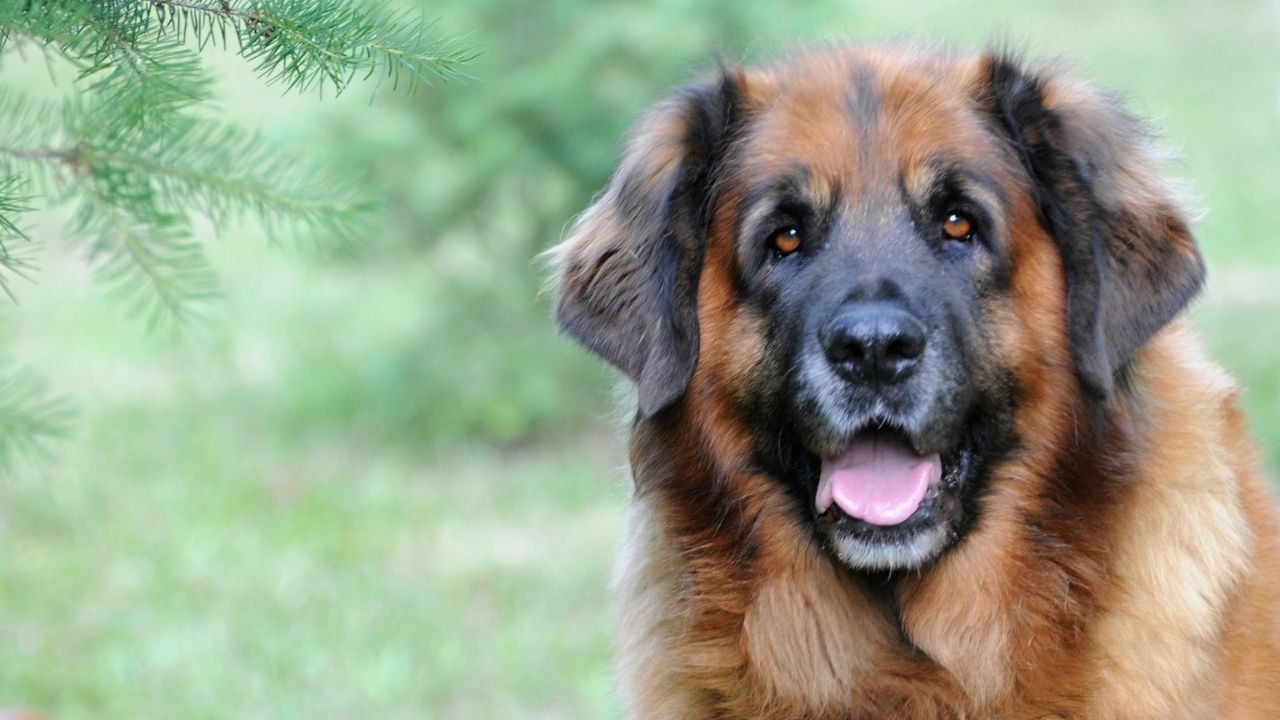 leonberger