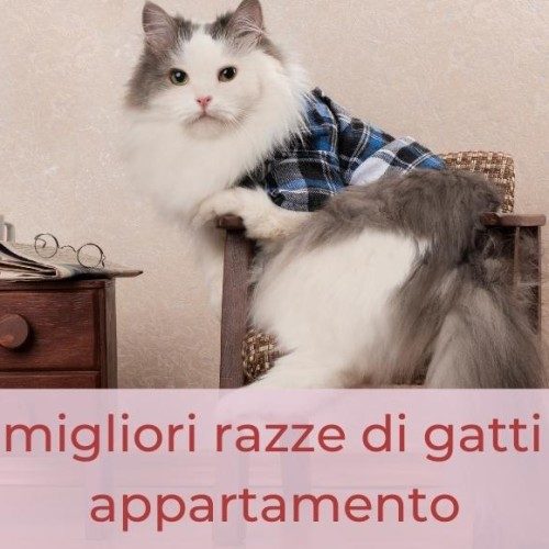 migliori razze gatti da appartamento