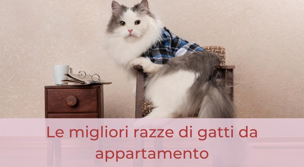 migliori razze gatti da appartamento