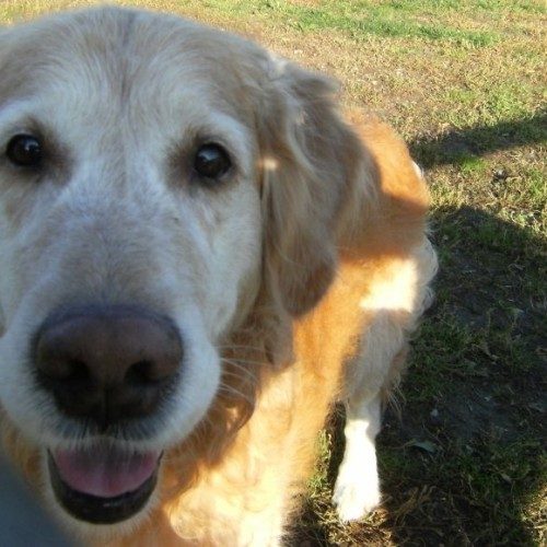 golden retriever carattere salute e alimentazione