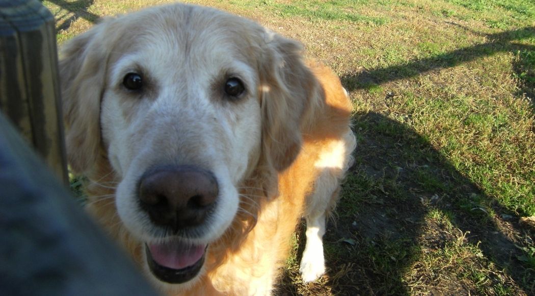 golden retriever carattere salute e alimentazione