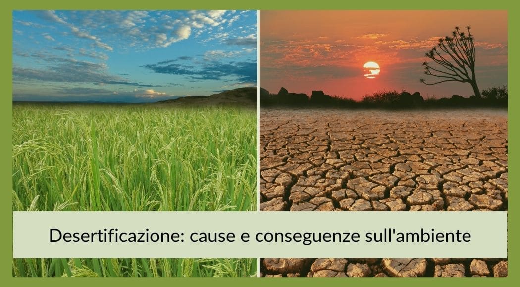Desertificazione cause e conseguenze sull'ambiente