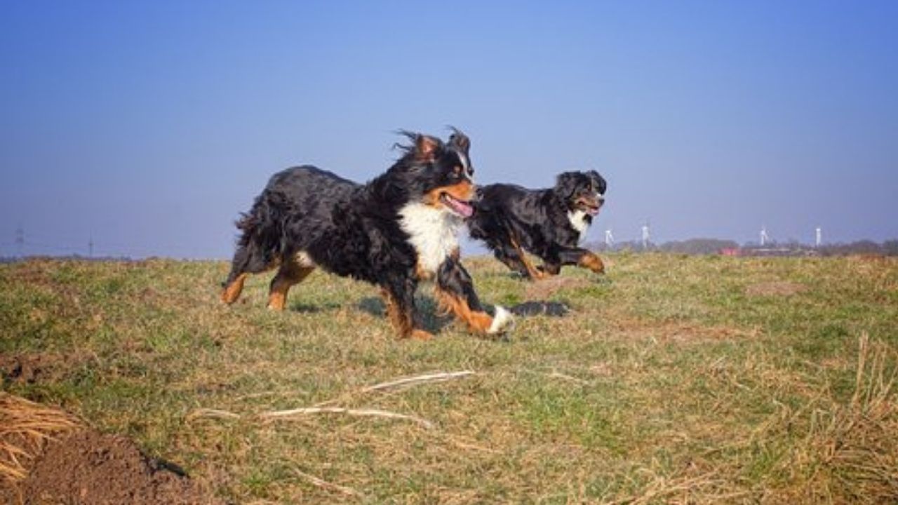 carattere del bovaro del bernese