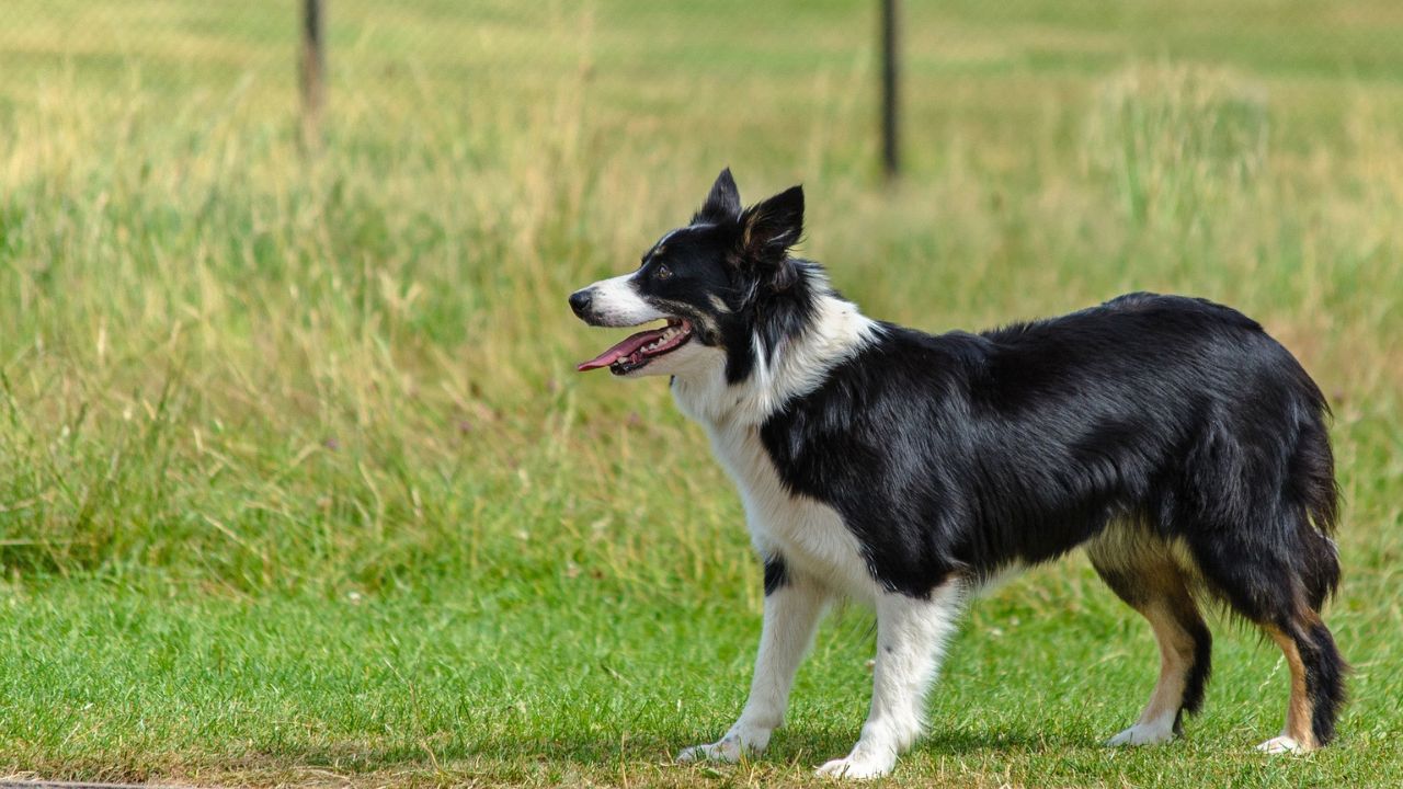 alimentazione del cane con altre patologie