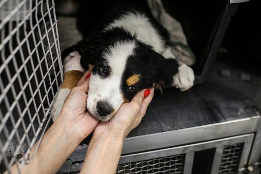 trasportino adatto in base alla dimensione del cane